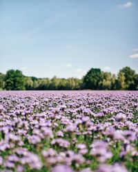 Close-up of flowers blooming on field against sky