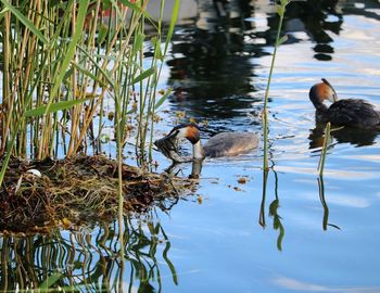 Ducks swimming in lake