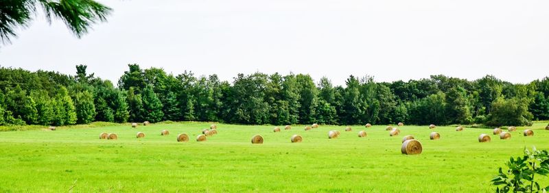 Panoramic view of hay bales on grassy field against trees