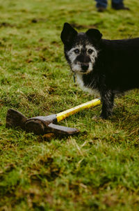 Portrait of dog on field