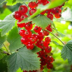 Close-up of red leaves