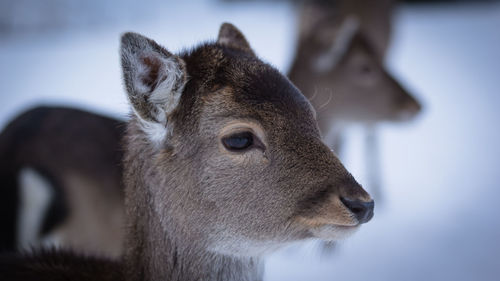 Close-up of deer in snow