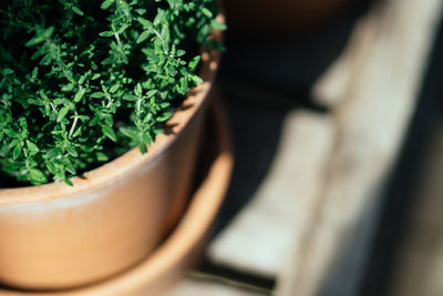 High angle view of potted plant on table