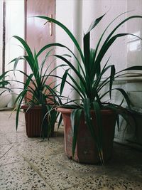 Close-up of potted plant
