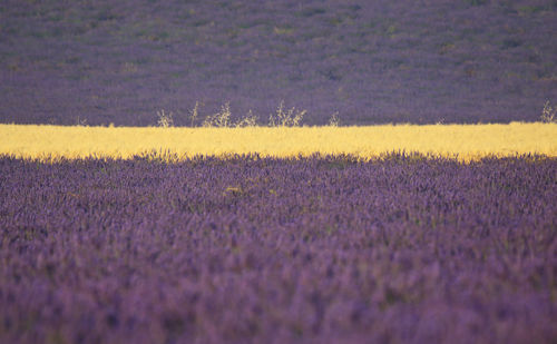 Yellow flowers growing in field