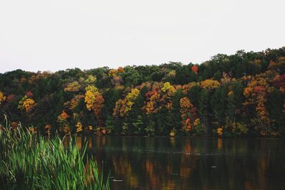 Scenic view of lake in forest against clear sky