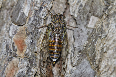 Lyristes plebejus cicada on a pine tree