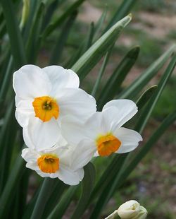 Close-up of white flowers blooming outdoors