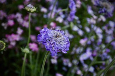 Close-up of purple flowering plant