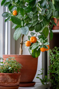 Tangerine tree with fruits in terracotta pot on windowsill at home. calamondin citrus plant.