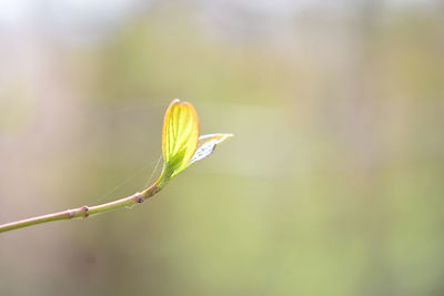 Close-up of flower bud