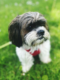 Meet pepe, a cute shih-tzu