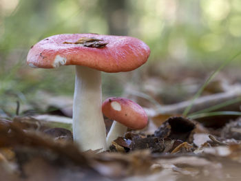 Close-up of mushrooms growing on field