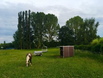 View of dog on grassy field against sky