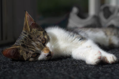 Close-up of cat resting