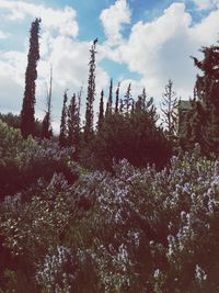 Low angle view of trees in forest against sky