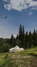 Bird flying by trees against sky