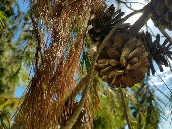 Low angle view of coconut palm tree