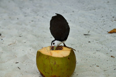 High angle view of a bird on ground