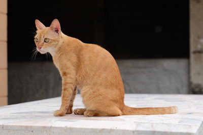 Ginger cat sitting on white built structure
