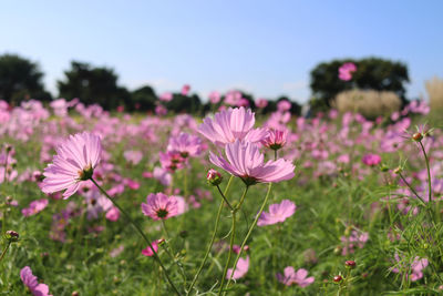 Close-up of pink cosmos flowers on field