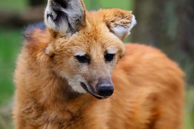 Close-up of maned wolf looking away