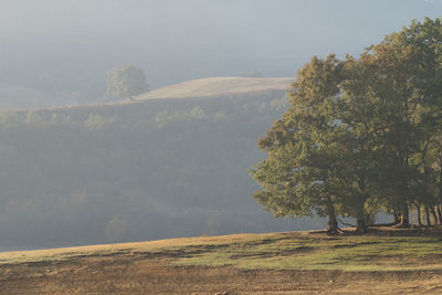 Trees on field against sky