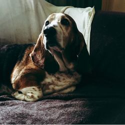 Close-up of dog sleeping