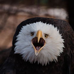 Close-up of eagle