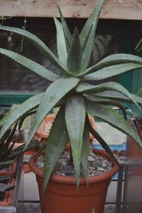 Close-up of succulent plant in pot