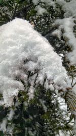 Close-up of snow covered plants