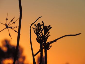 Close-up of wilted plant during sunset
