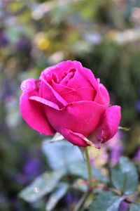 Close-up of pink rose