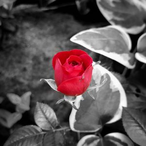 Close-up of red rose