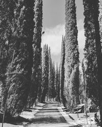 Trees against sky