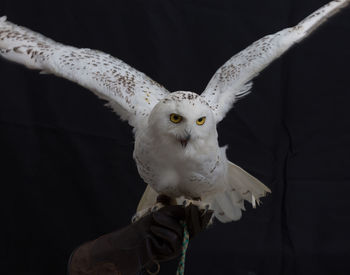 Close-up of white bird flying against black background