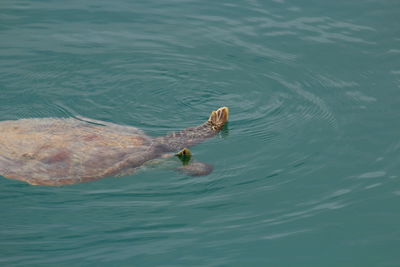 High angle view of swimming in sea