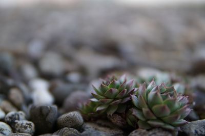 Close-up of succulent plant