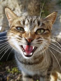 Close-up portrait of a cat