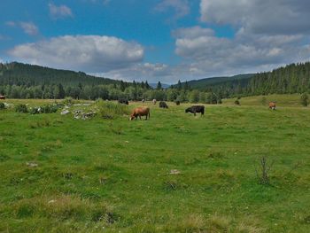 Cows grazing on field against sky