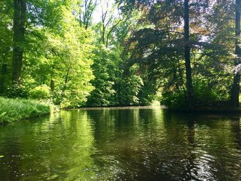 Scenic view of lake in forest