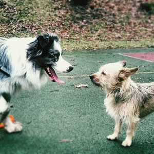 Dog sticking out tongue outdoors