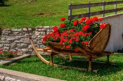 Red flowers on bench in garden