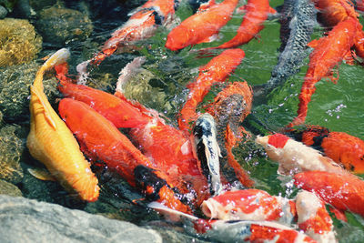 High angle view of koi carps swimming in the pool