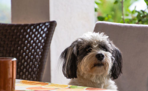 Close-up portrait of dog