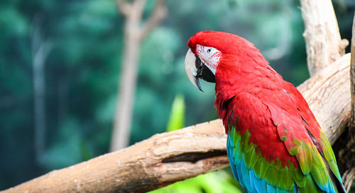 Close-up of macaw parrot perching on branch
