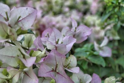 Close-up of pink flowers