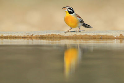 Close-up of bird perching on water