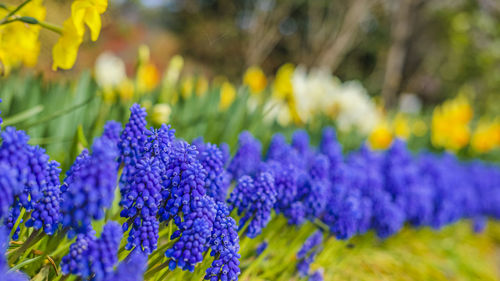 Close-up of purple flowering plants in park