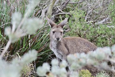 Kangaroo looking you 